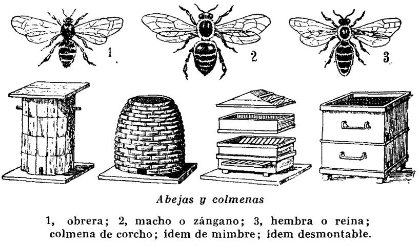 Abejas y colmenas