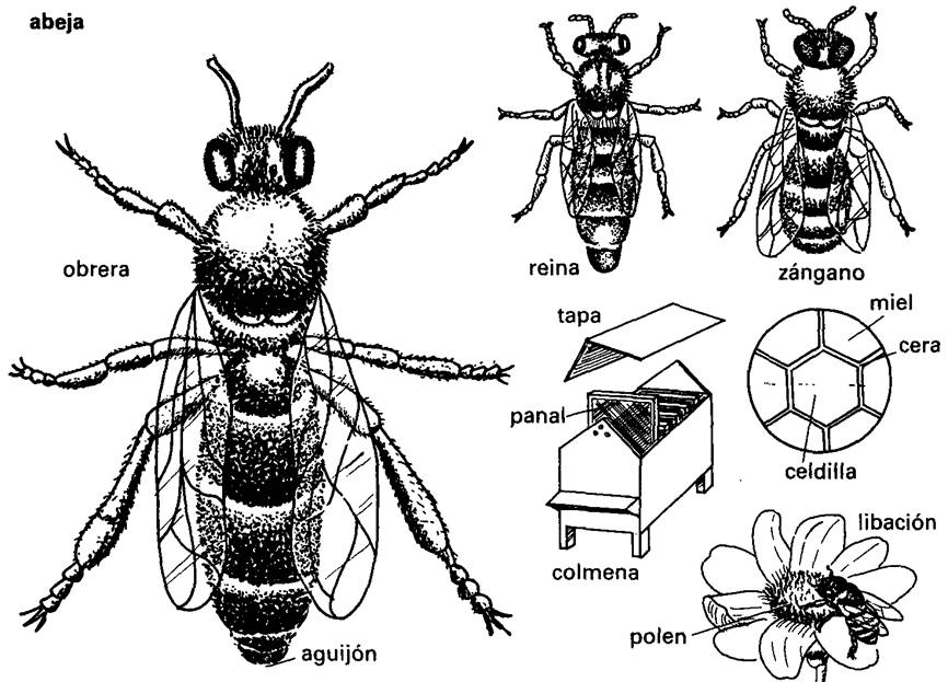 Abejas