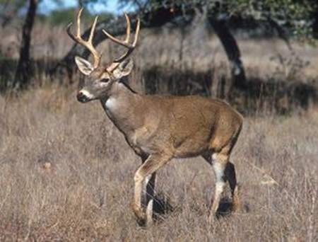 Weiwedelhirsch (Odocoileus virginianus)